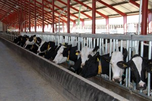 investir dans l'élevage laitier